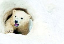 Почему в Антарктиде нет белых медведей