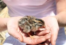 Türkmenistanda Zootehniýanyň ähmiýeti