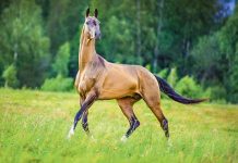Ahalteke bedewi — geçmişiň mirasy, geljegiň buýsanjy